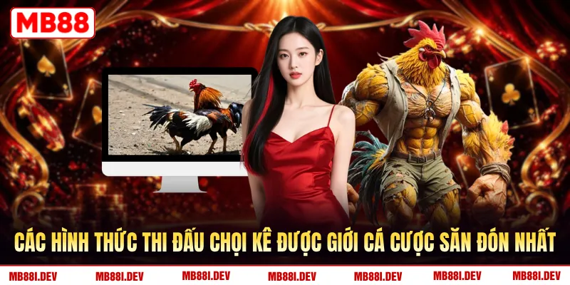 Các hình thức thi đấu chọi kê được giới cá cược săn đón nhất